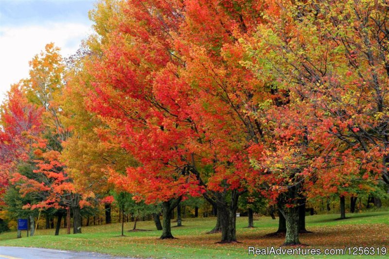 Vermont foliage | Inn to Inn - Country Inns Along the Trail | Image #6/8 | 