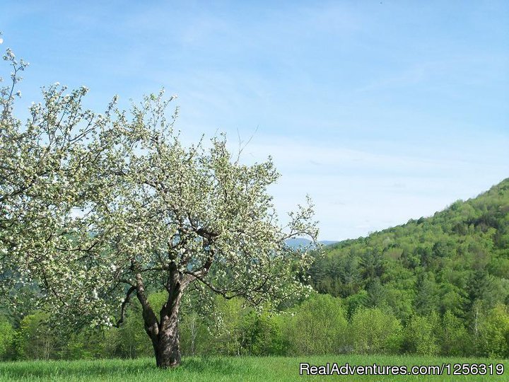 Apple blossom time | Inn to Inn - Country Inns Along the Trail | Image #8/8 | 