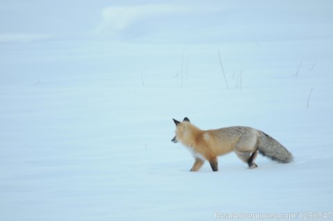 Yellowstone Expeditions Snowshoe Tours | Image #9/9 | 