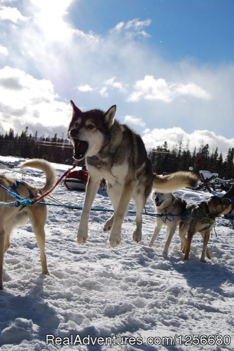 Charles is ready | Dog Sled Rides of Winter Park | Image #2/5 | 