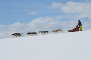 Grizzle-t Dog & Sled Works | Steamboat Springs, Colorado Dog Sledding | Great Vacations & Exciting Destinations