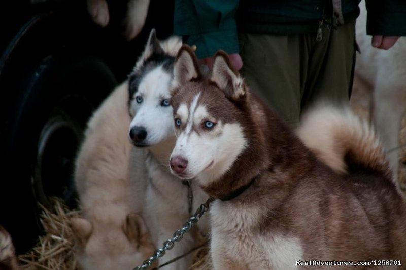 Some of our gorgeous sled dogs | Afternoon of riding trail on horseback | Image #17/23 | 