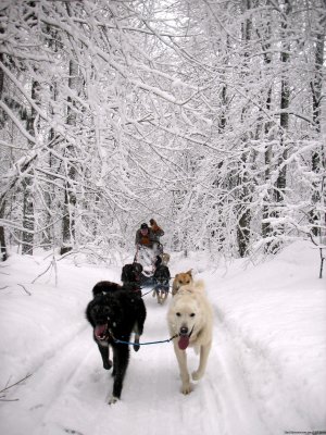 Nature's Kennel Sled Dog Racing and Adventures | Dog Sledding McMillan, Michigan | Snow & Ski Vacations North America