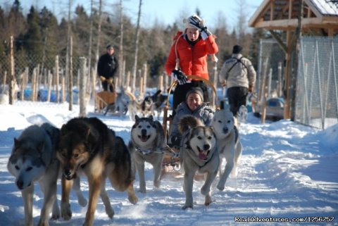 Chenil la Poursuite is one of the biggest place for dogsledding ride with over 250 dogs on wooded private trail. Drive your sled and get the most wonderful feeling of your life ! Many package for any one of you . Contact us for futher information !