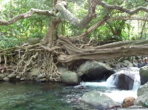 Riverside Glamping in Dominica | La Plaine, Dominica Bed & Breakfasts | Great Vacations & Exciting Destinations