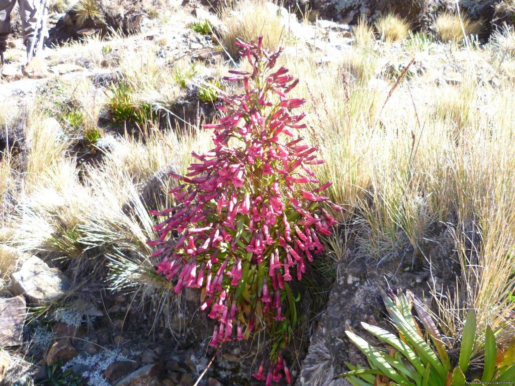 Flora of the Huayhuash region | Cordillera Huayhuash Trekking Peru | Image #5/6 | 