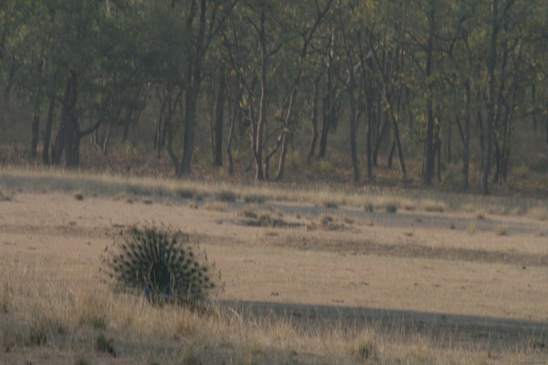 Bandhavgarh Tiger Reserve | Birding in India | Image #6/16 | 