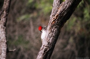 Birding in India | Bharatpur, India | Birdwatching