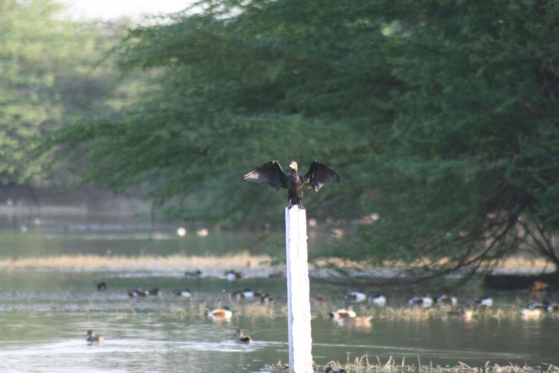 Commorants | Birding in India | Image #11/16 | 