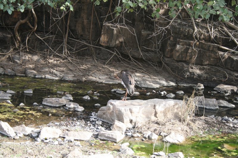 Birding In Ranthambhore | Birding in India | Image #12/16 | 
