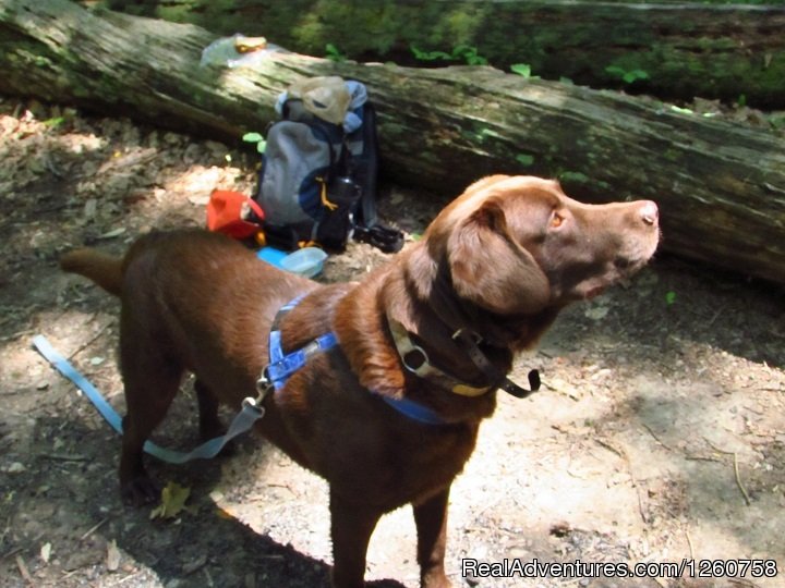 Four Legged Hiker | Appalachian Hiking & Camping Tour Guide -Virginia | Roanoke, Virginia  | Hiking & Trekking | Image #1/1 | 