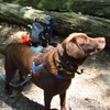 Appalachian Exciting Hiking Tours -Virginia Trail to MacAfee Knob