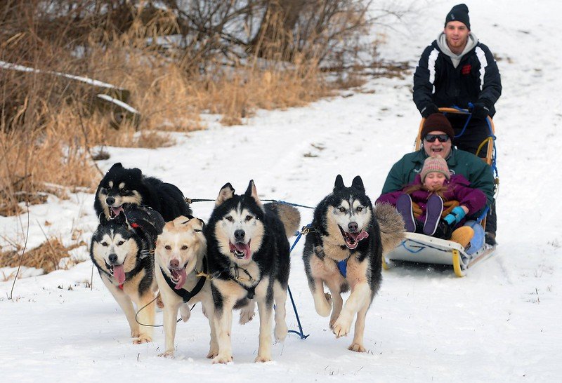 On The Trail | Dogsledding in the Twin Cities Metro Area | Image #5/11 | 