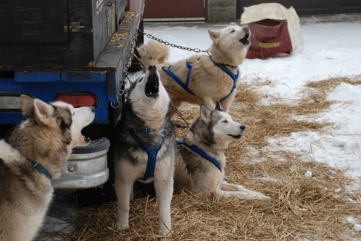 Who's Ready? | Dogsledding in the Twin Cities Metro Area | Image #3/11 | 