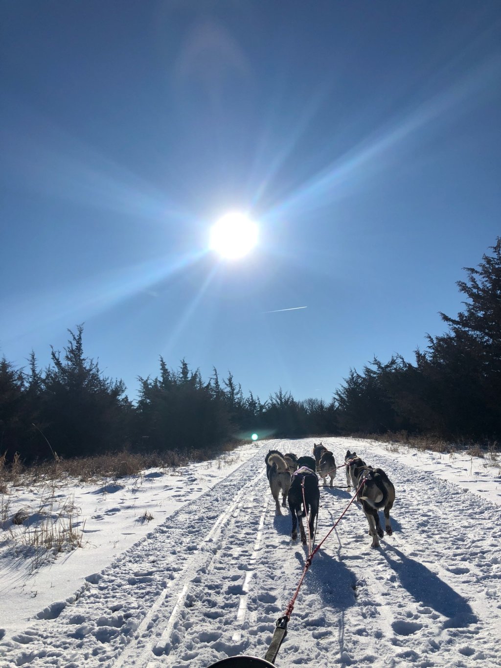 Beautiful Day! | Dogsledding in the Twin Cities Metro Area | Image #2/11 | 