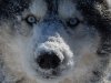 Dogsledding in the Twin Cities Metro Area | Hastings, Minnesota