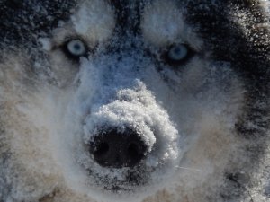 Dogsledding in the Twin Cities Metro Area