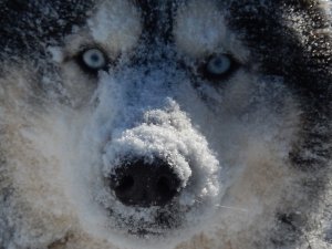 Dogsledding in the Twin Cities Metro Area Photo