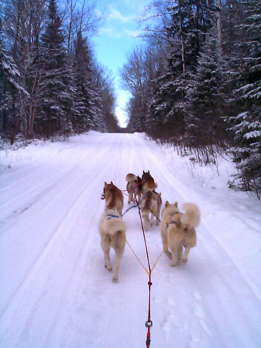 Fluffy Butts! | Dogsledding in the Twin Cities Metro Area | Image #7/11 | 