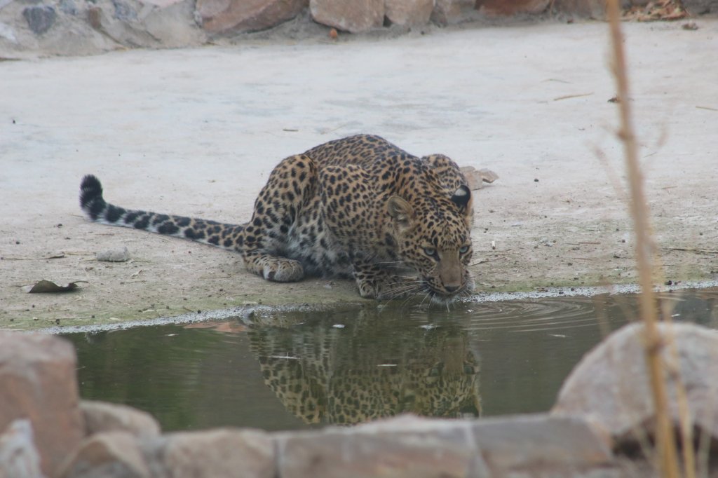 Leopard In Tiger Land | Tiger Safaris | Image #21/21 | 