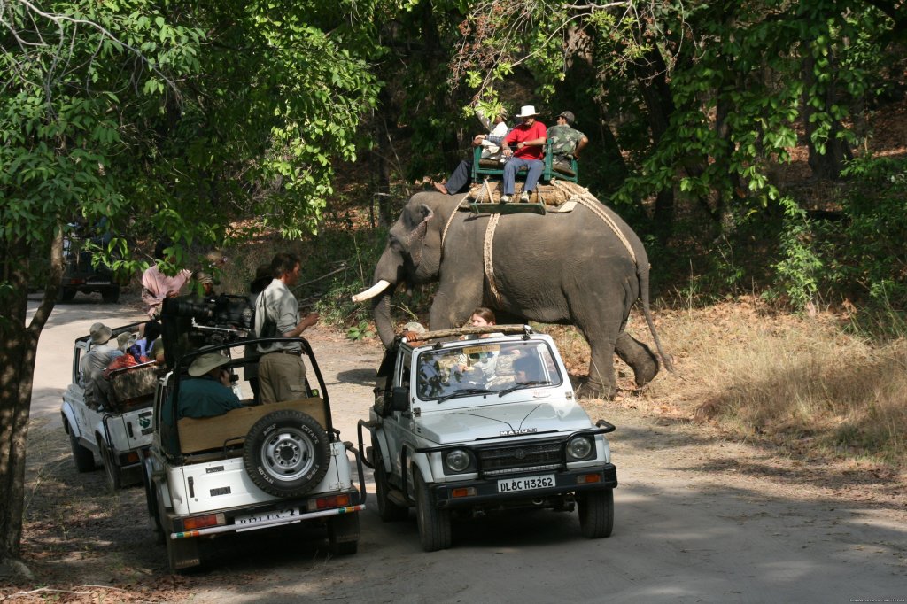 Elephant Safaris | Tiger Safaris | Image #6/21 | 