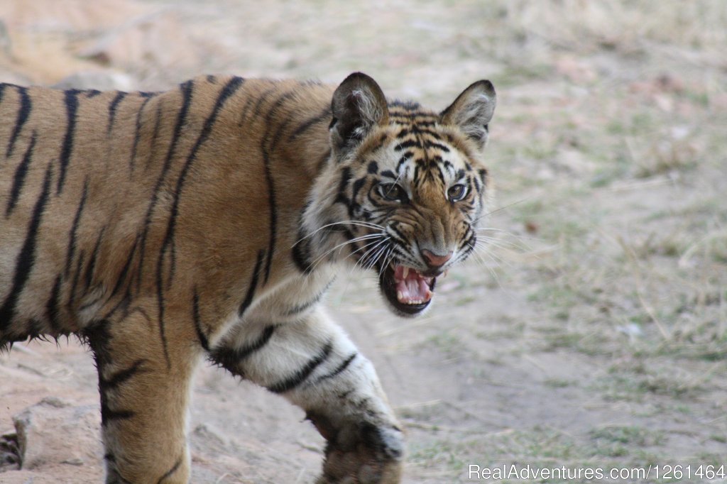 Tiger Safaris | Image #16/21 | 