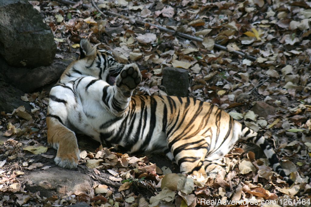Tiger Safaris | Image #17/21 | 