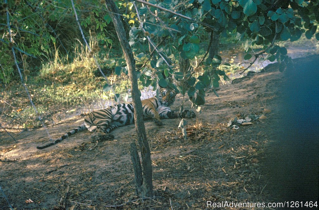 Tiger Safaris | Image #9/21 | 