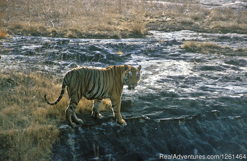 Tiger Safaris | Image #10/21 | 