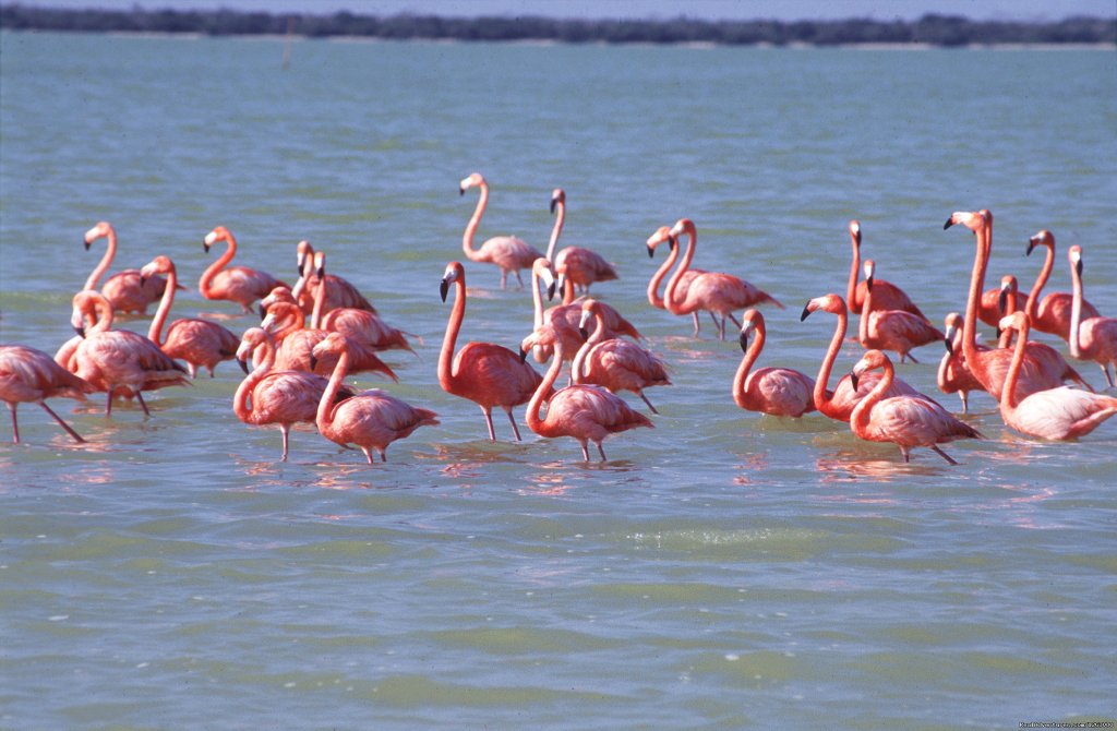 Go Flamingo | Tours In Valladolid | Image #2/14 | 