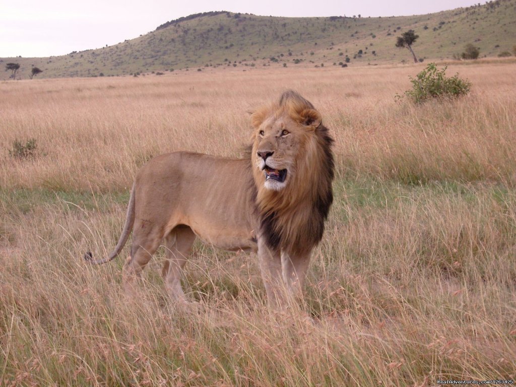 Close view range of Liond in the Wild | Affordable Masai Mara,Amboseli & Serengeti Package | Image #2/4 | 