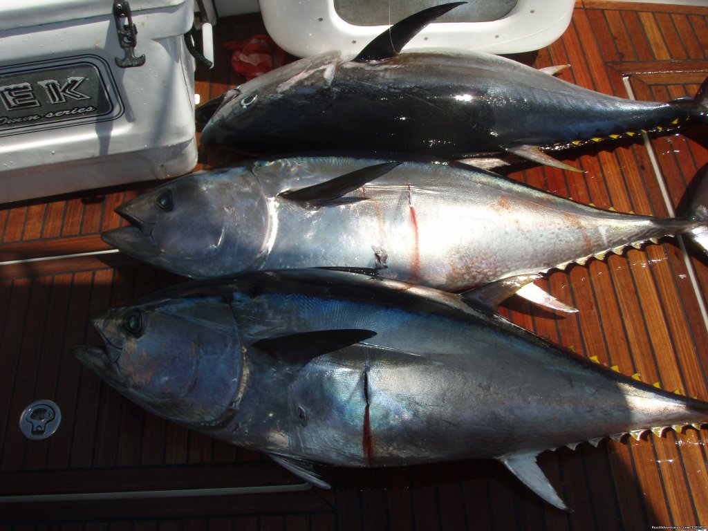 Catch Tunas and Swordfish in the Adriatic Sea | Image #19/23 | 