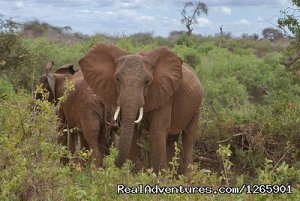 Tsavo East safari with Holiday Tours and Safaris