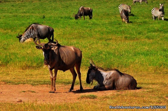 SABINA SAFARIS-Budget safaris in kenya & tanzania | Nairobi, Kenya | Wildlife & Safari Tours | Image #1/1 | 