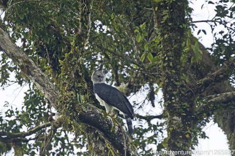 Suriname A Birdwatchers Paradise, The Harpy Eagle A Must See