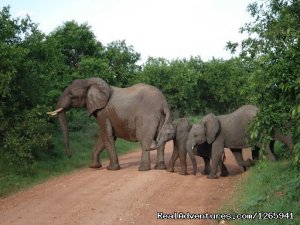 Ruaha National Park Special 5 days 4 nights | Tanzania, Tanzania Wildlife & Safari Tours | Mikumi, Tanzania