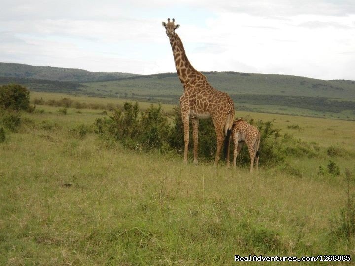 Safari in kenya, tanzania , Uganda, indian ocean | Central Highlands, Kenya | Wildlife & Safari Tours | Image #1/11 | 