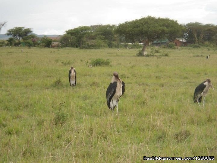 Safari in kenya, tanzania , Uganda, indian ocean | Image #3/11 | 