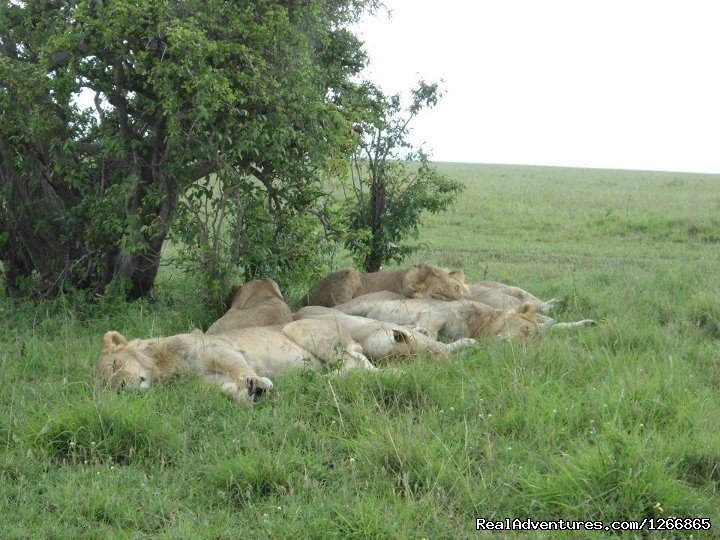 Safari in kenya, tanzania , Uganda, indian ocean | Image #7/11 | 