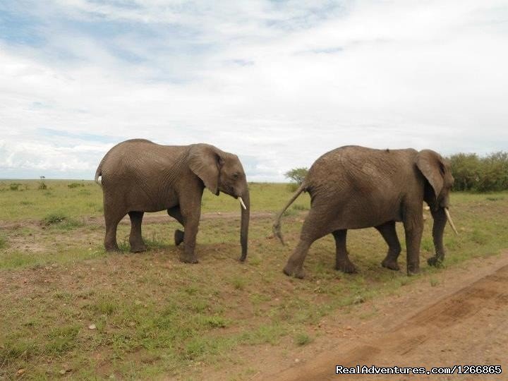 Safari in kenya, tanzania , Uganda, indian ocean | Image #10/11 | 