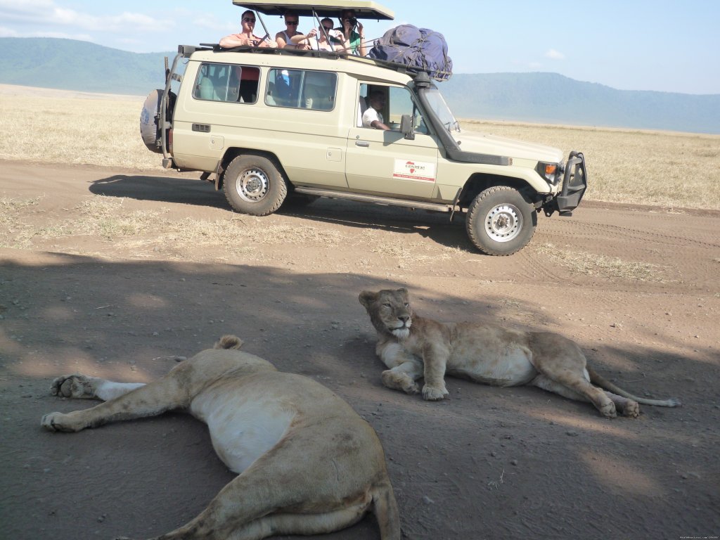 Gosheni Adventures 4 Tanzania Safaris Expeditions | Arusha, Tanzania | Wildlife & Safari Tours | Image #1/2 | 