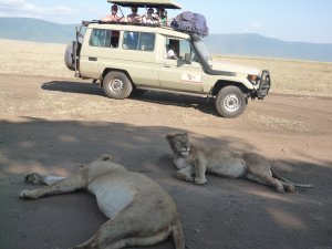 Gosheni Adventures 4 Tanzania Safaris Expeditions