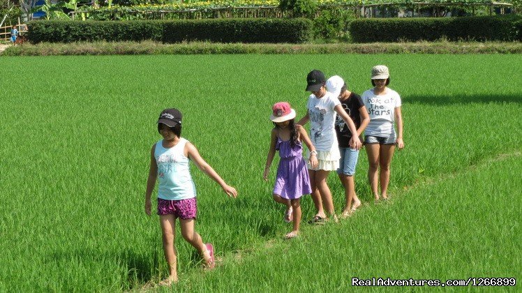 Along The Lane Of  The Rice Field | Memento Bed & Breakfast | Image #5/13 | 
