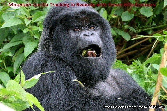 Mountain Gorilla Trekking | Rwanda Congo-nile Trekking,gorilla Trek In Rwanda | Gisenyi, Rwanda | Hiking & Trekking | Image #1/1 | 