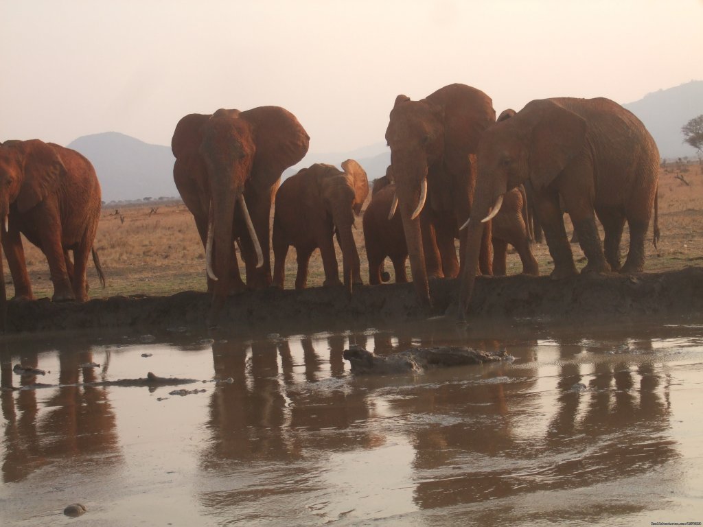 Elephants in a water hole | Experience Nature in the wilderness | Image #2/6 | 