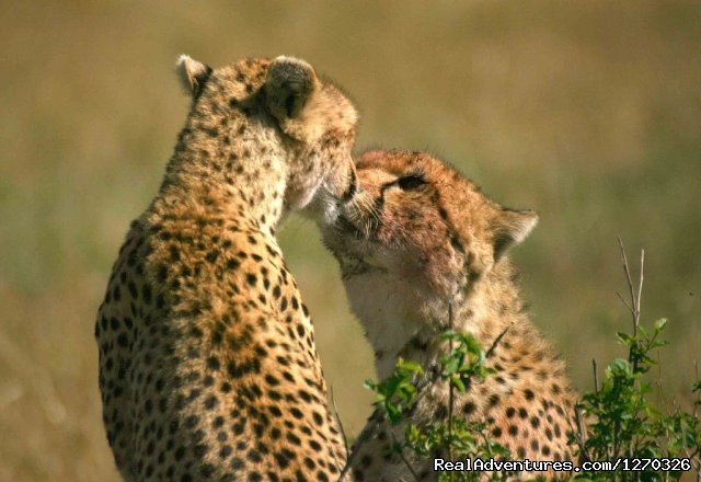Cheeter | Budget Camping Safari with African game trek | Nairobi, Kenya | Wildlife & Safari Tours | Image #1/1 | 
