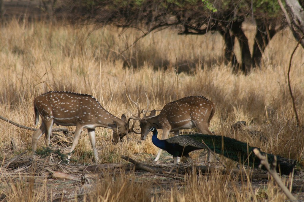 Ranthambore Adventure Tour | Sawai Madhopur, India | Wildlife & Safari Tours | Image #1/14 | 