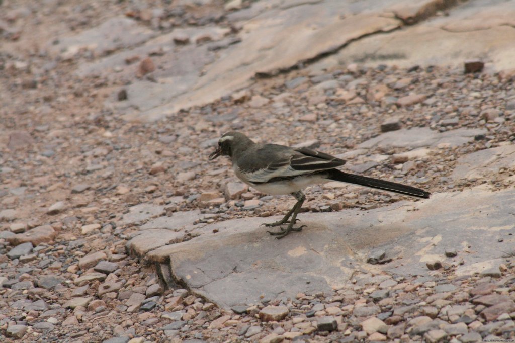 Ranthambore Adventure Tour | Image #3/14 | 