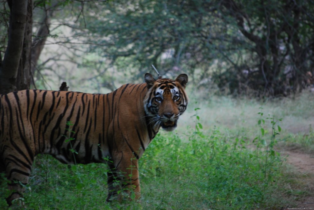 Ranthambore Adventure Tour | Image #6/14 | 