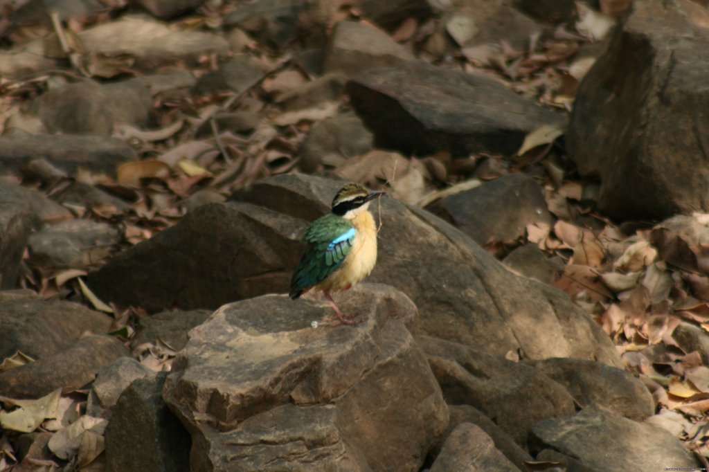 Ranthambore Adventure Tour | Image #8/14 | 